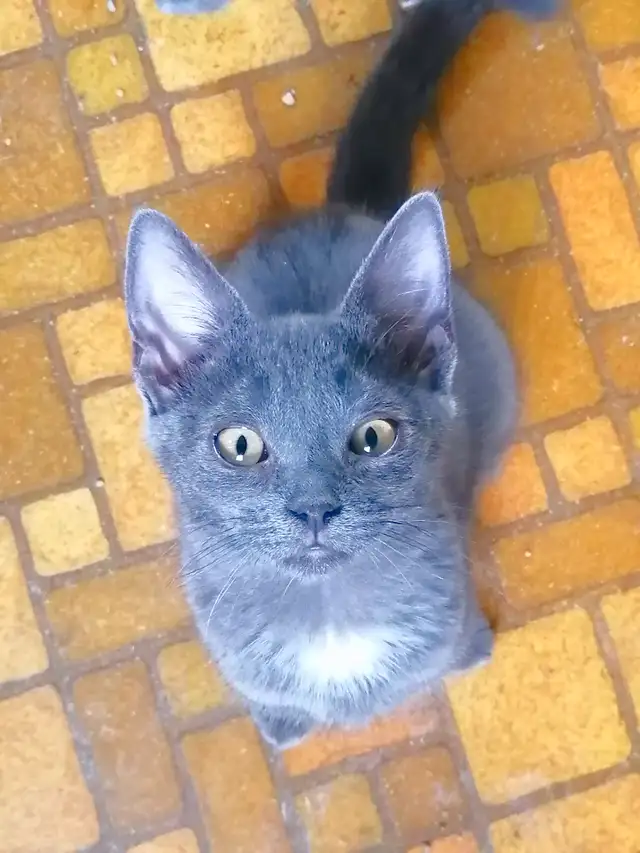 Russian Blue-mix kittens in Cats & Kittens for Rehoming in Moncton - Image 7