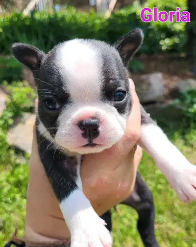Black, brindle and fawn boston terrier puppies, View more