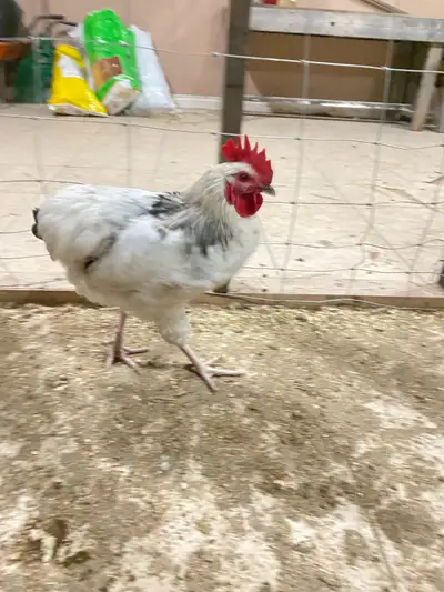 Roosters 2, View more