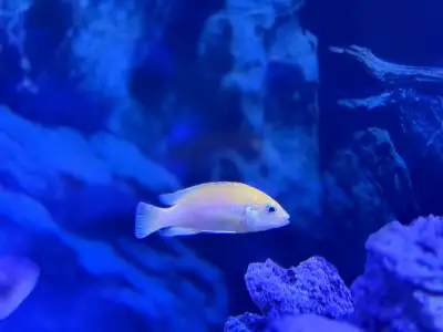 Good health condition Very active Each $10 Yellow colour also