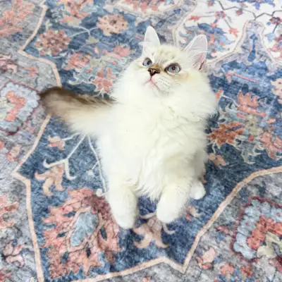 Hypoallergenic Purebred  Siberian kittens. , View more