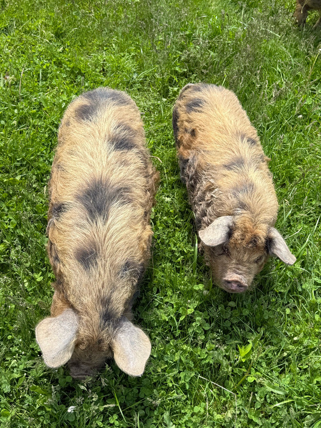 Kune Kune gilts in Livestock in Norfolk County