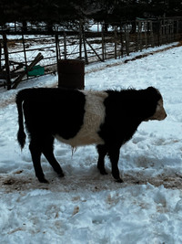 Miniature Bull for sale