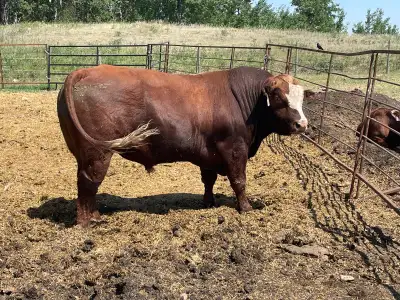 3 year old Simmental angus cross bull. 77 lb bw and a 755 adjusted ww. Great bull. Athletic and cove...