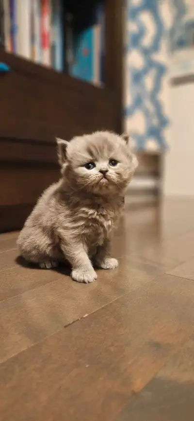 1 chaton/ 1 kitten, View more