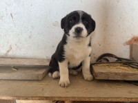 Border Collie puppies for sale 