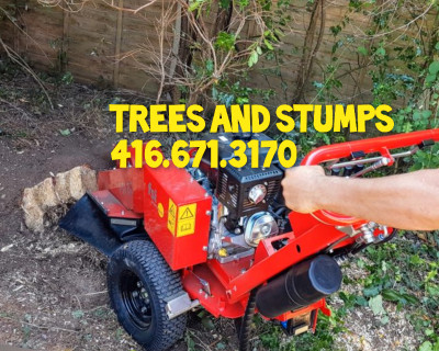 TREE REMOVAL, SHRUBS AND STUMPS CHEAP & AFFORDABLE 416-671-3170.