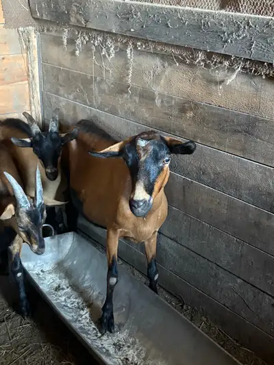 mature goat does, View more