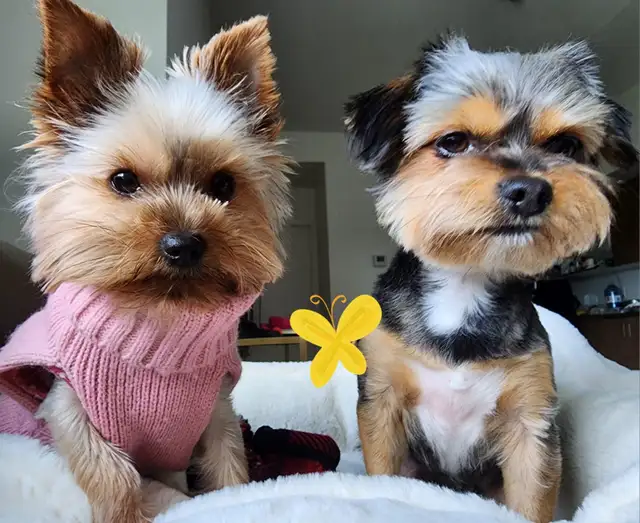 Loving Pair of Small Dogs Looking for a Caring Home in Dogs & Puppies for Rehoming in City of Toronto - Image 3