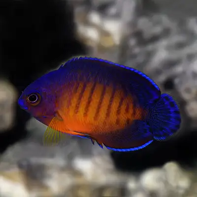Beautiful coral angel fish,, View more