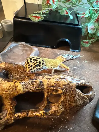 Leopard Gecko , View more