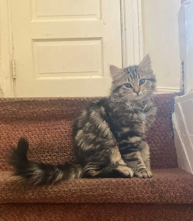 Siberian Cat for Adoption