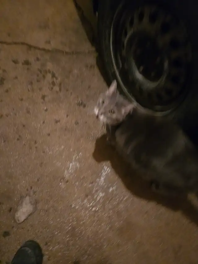 FOUND CAT405735390315827202