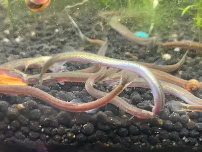 Golden Kuhli Loach, View more
