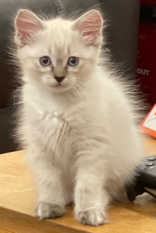 Purebred Ragdoll Kittens Cats & Kittens for Rehoming Chilliwack
