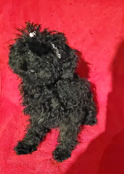 J'ai des magnifiques ❤️ petits caniches toy nées le 22 janvier 2025. Les parents sont des vrais cani...