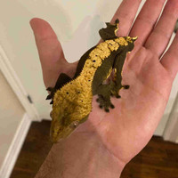 Male Crested Gecko