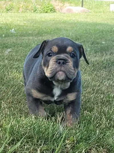 Old English bulldog, View more