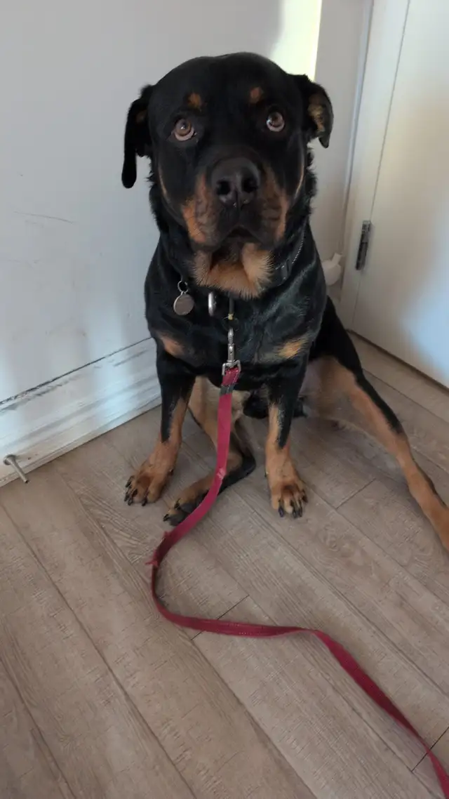 Room for rent at Mississauga and Financial in Room Rentals & Roommates in Mississauga / Peel Region - Image 13