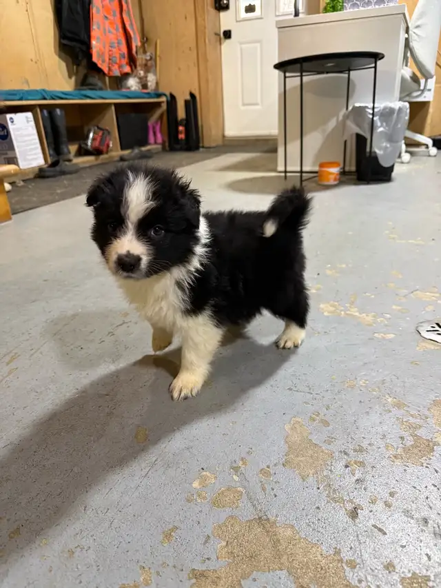 berger australien mâle in Dogs & Puppies for Rehoming in Laurentides - Image 11