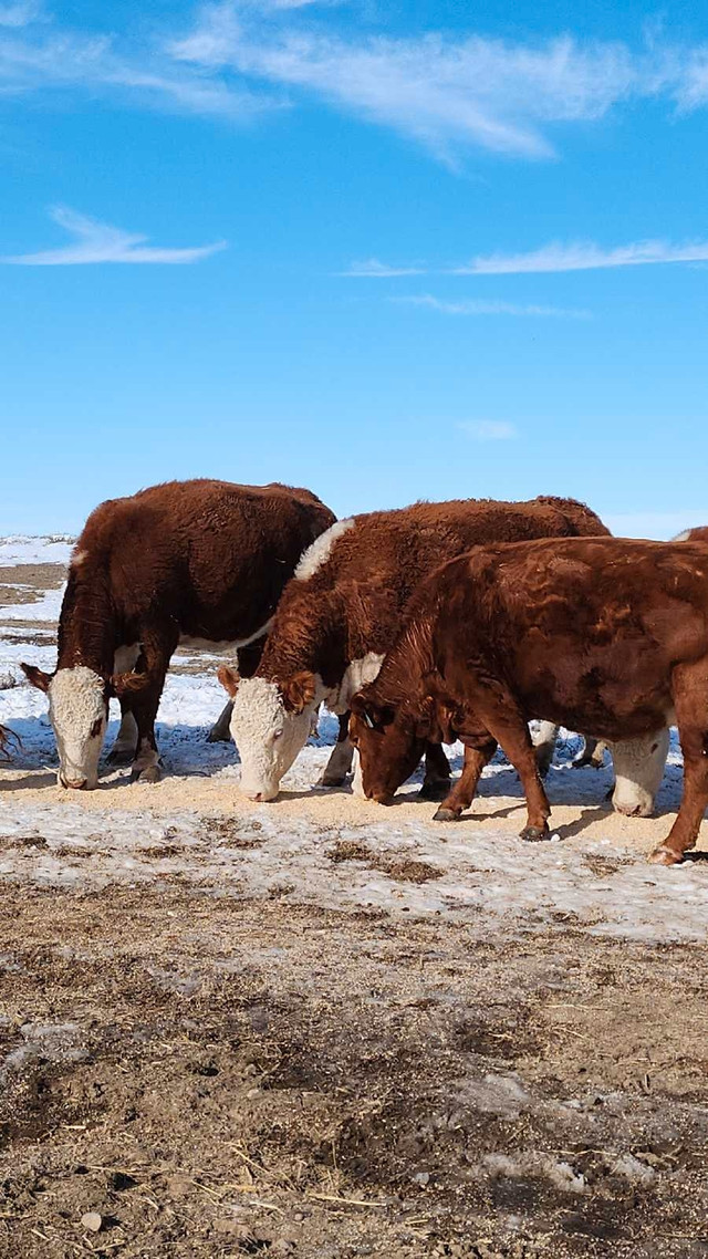 Pasture wanted dans Animaux de ferme  à Medicine Hat - Image 3