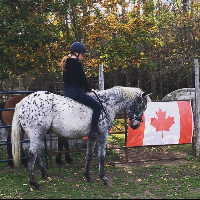 Lonley!  in Horses & Ponies for Rehoming in Belleville - Image 3