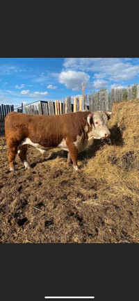 Horned Hereford bull for sale 