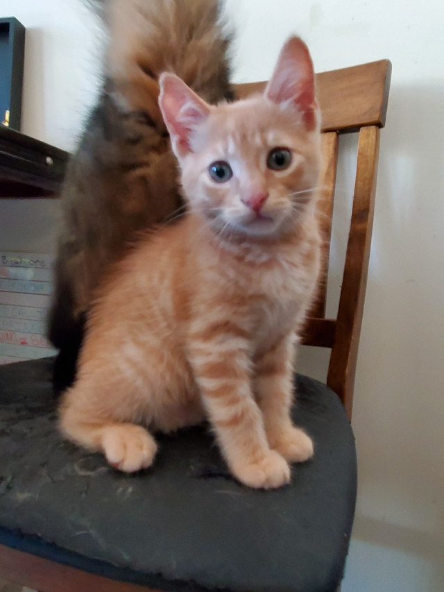 3 unique kittens for adoption Cats Kittens for Rehoming Trenton