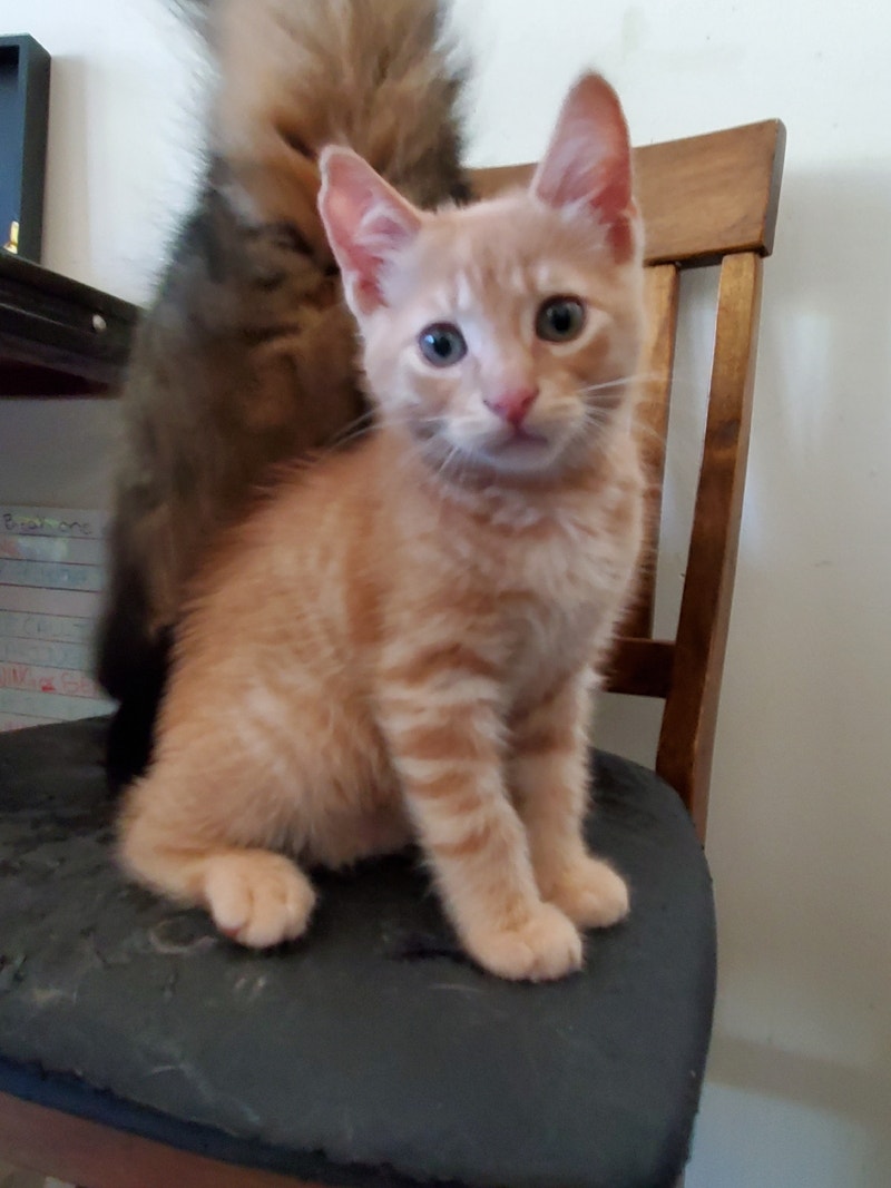 3 unique kittens for adoption Cats & Kittens for Rehoming Trenton