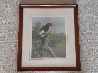 Red-Headed Woodpecker Print by Ralph D. Carson, View more