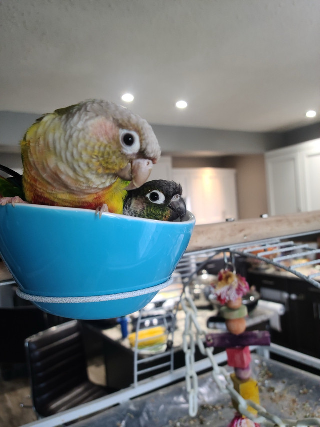 Green cheeked Conures  in Birds for Rehoming in Edmonton