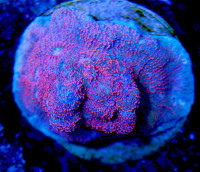 Pink daze challice coral 
