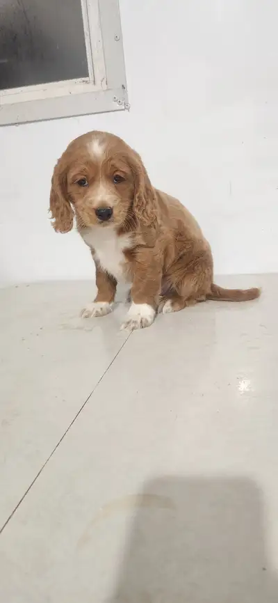 Cockapoo puppies, View more