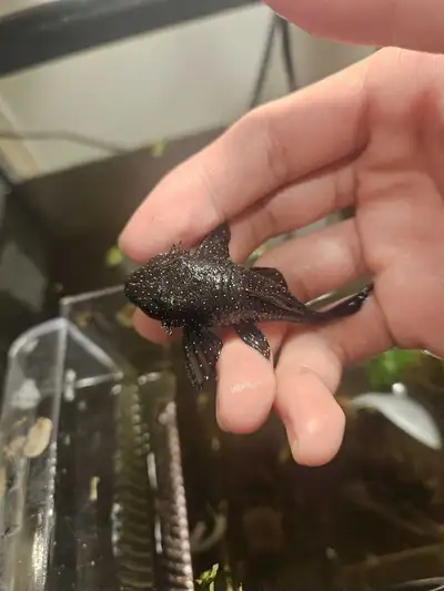 L181 Peppermint Bristlenose, View more