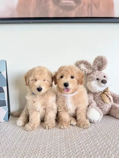 Two Adorable Bichon Poodle Puppies Ready To Go, View more