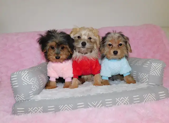 Tiny toy morkie puppies in Dogs & Puppies for Rehoming in City of Toronto - Image 11