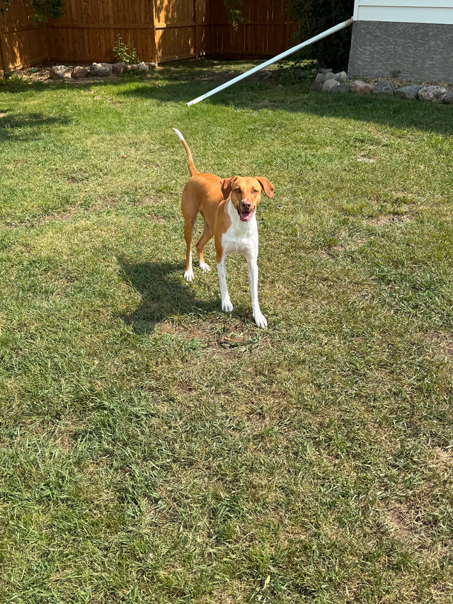 2 year old female spayed lab/vizsla mix in Dogs & Puppies for Rehoming in Saskatoon - Image 4