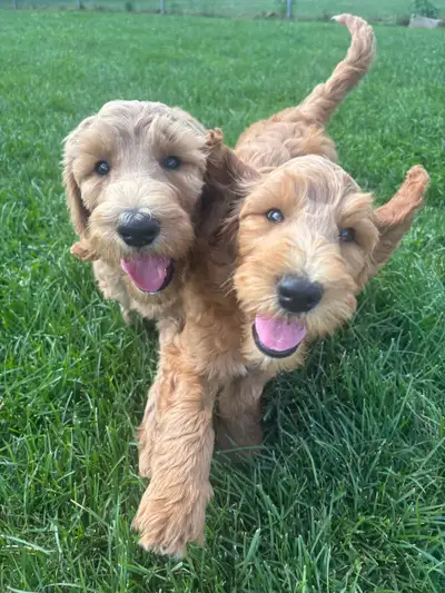 LOCATED IN PARKHILL - 30 minutes outside of London. We have 1 girl, 1 boy available. Goldendoodles a...