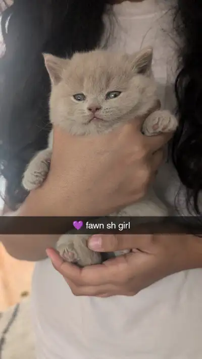 Pure Race British Shorthair/Longhair, View more