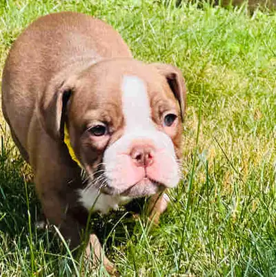 Bulldog puppy - Male, View more