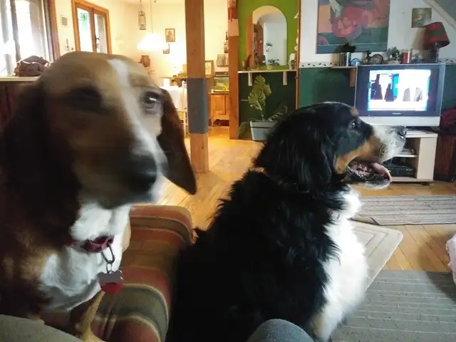 pension pour chien maison privé in Animal & Pet Services in Longueuil / South Shore - Image 5