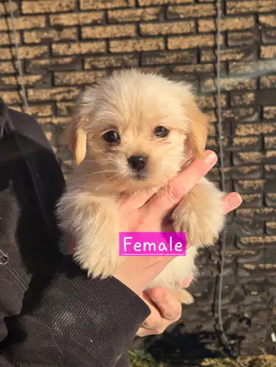 Adorable puginese X chihuahua puppies, View more