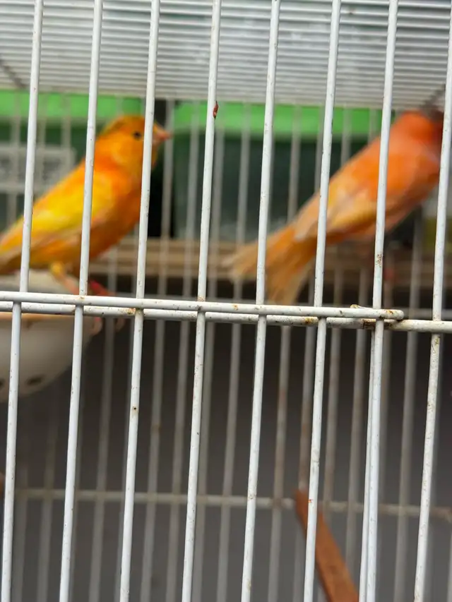 canaries in Other in City of Toronto - Image 8
