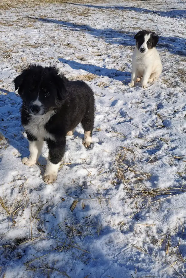 Australian Shepherd Border Collie puppies in Dogs & Puppies for Rehoming in Calgary - Image 8