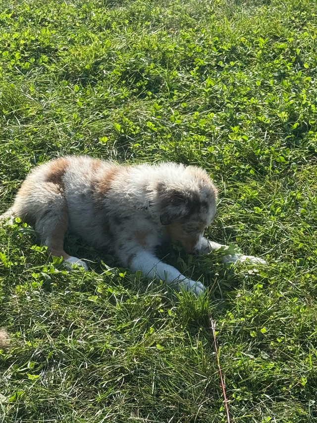 La portée étoilée dans Chiens et chiots à adopter  à Granby - Image 4