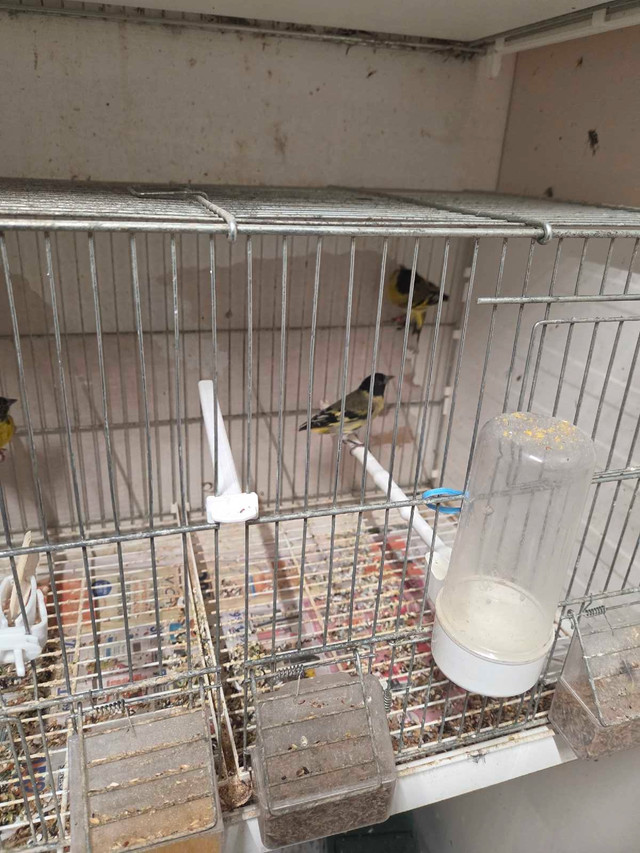 tarin magellan  dans Oiseaux à adopter  à Laval/Rive Nord