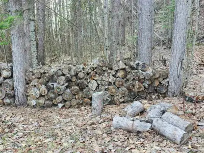 FREE Red Pine Firewood, Birch & Brush — Variety of Sizes, View more