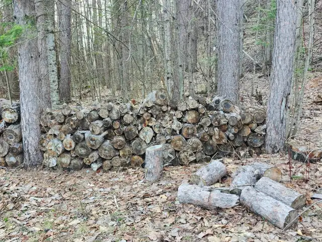 FREE Red Pine CampFire wood, & Brush — Variety of Sizes in Free Stuff in Muskoka - Image 2