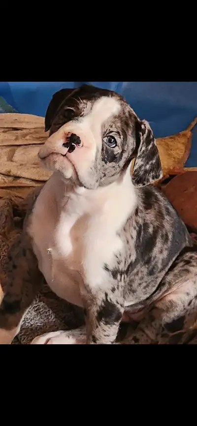 Gorgeous Boxer Puppies, View more