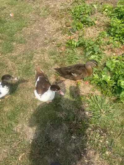 Lf fertile duck eggs, View more